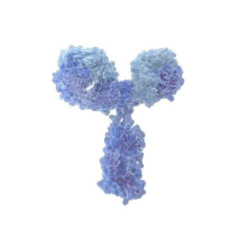 HOXB1 (Human) IP-WB Antibody Pair