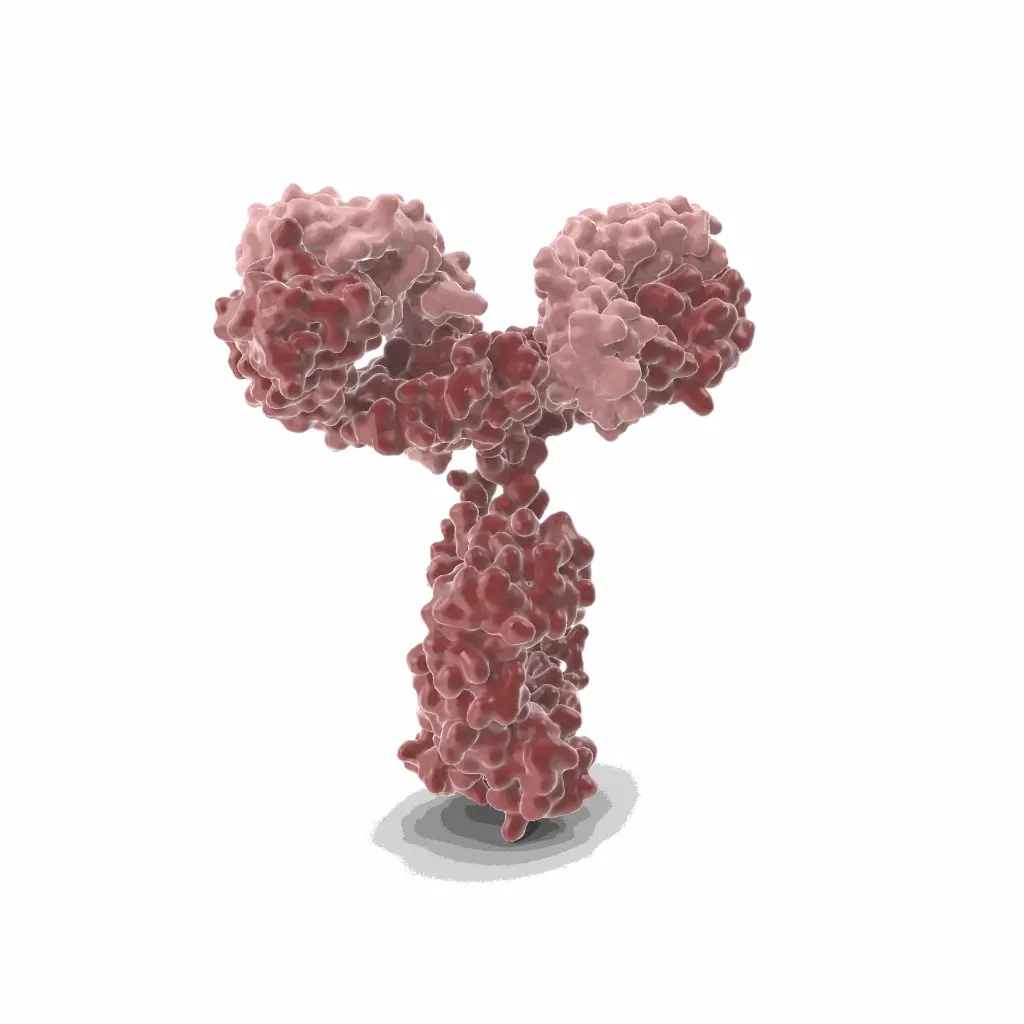 Gentaur PAb27 Monoclonal Antibody