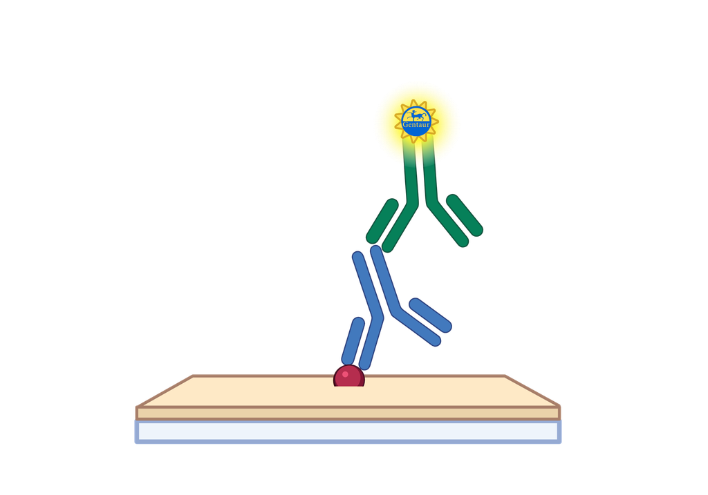 ELISA   ABHD18 Antibody, HRP  